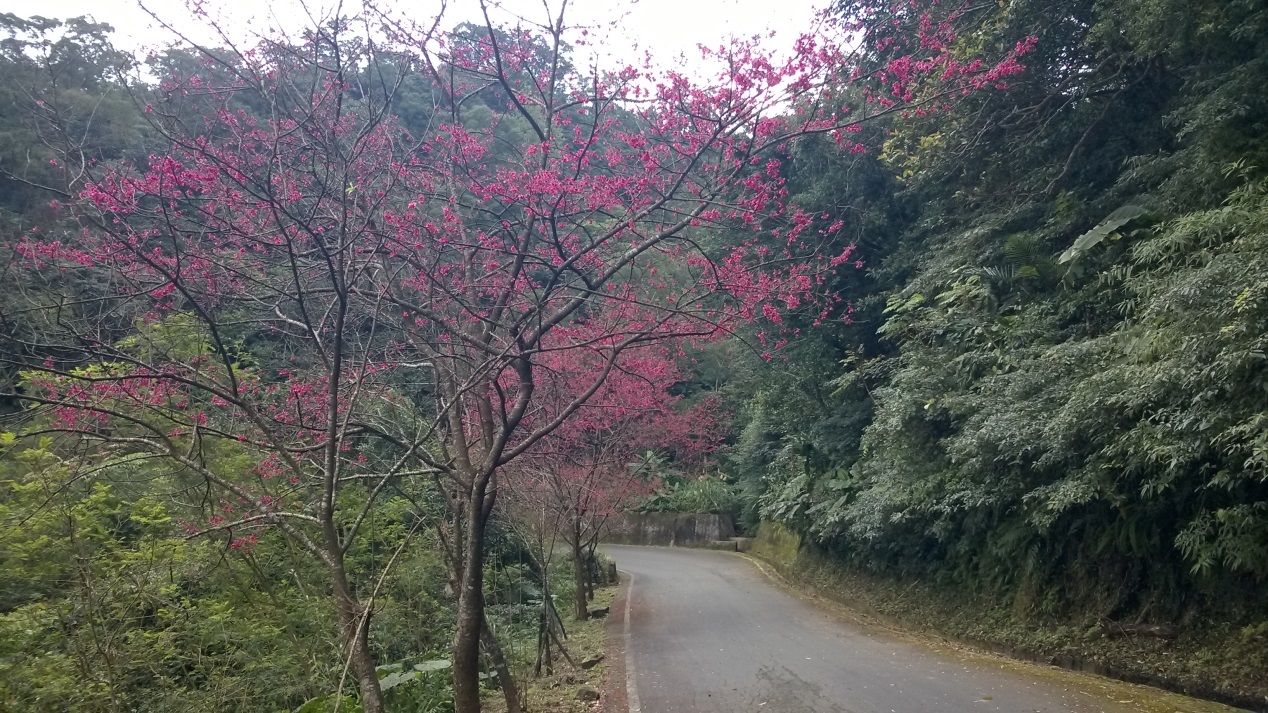 2018櫻花季-阿柔洋產業道路